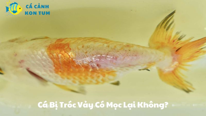 Cá Bị Tróc Vảy Có Mọc Lại Không