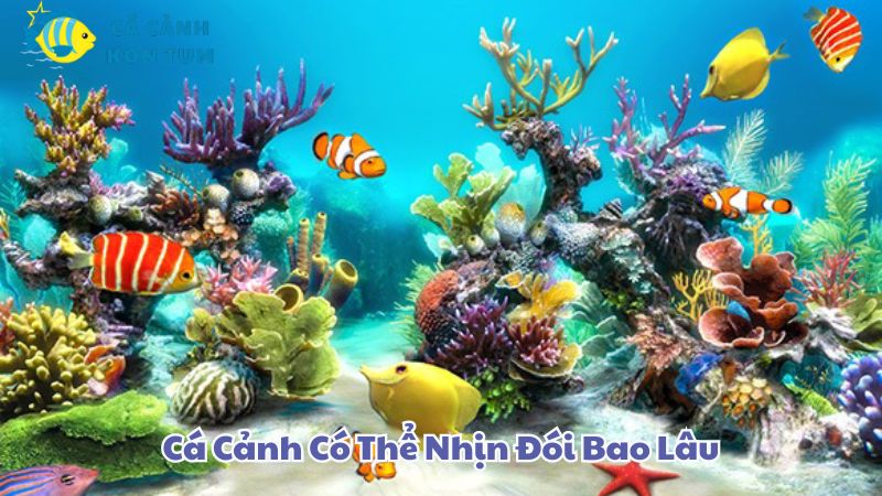 Chi Tiết Thời Gian Cá Cảnh Có Thể Nhịn Đói Bao Lâu