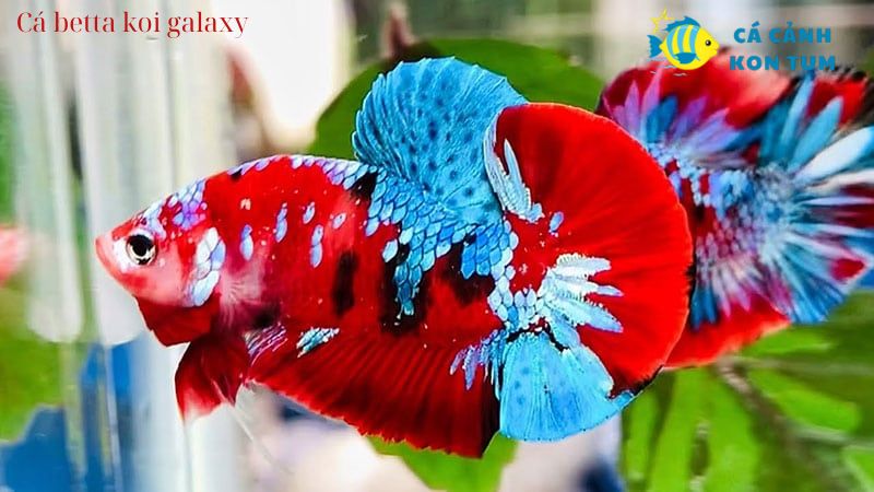 Cá betta koi galaxy vẻ đẹp lộng lẫy