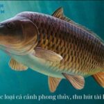 Các loại cá cảnh phong thủy