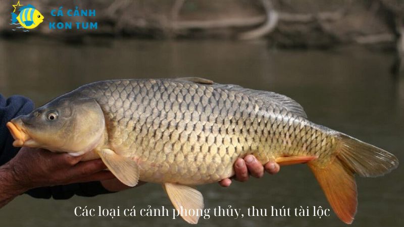 Các loại cá cảnh phong thủy