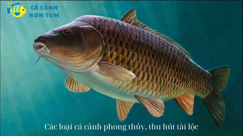 Các loại cá cảnh phong thủy, thu hút tài lộc