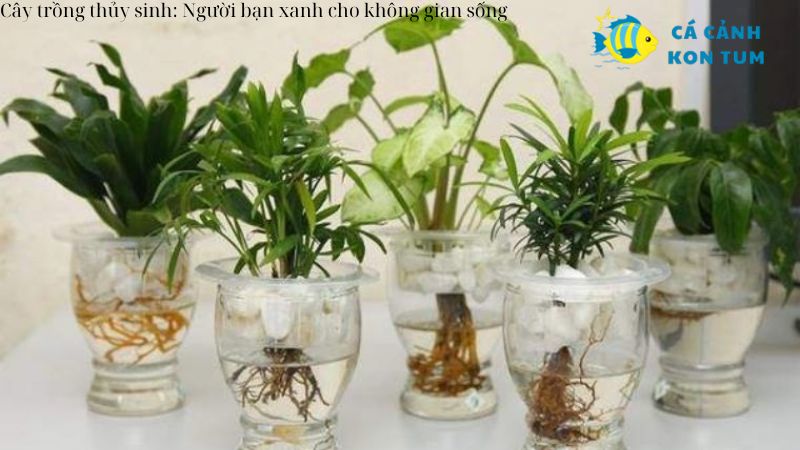 Cây trồng thủy sinh