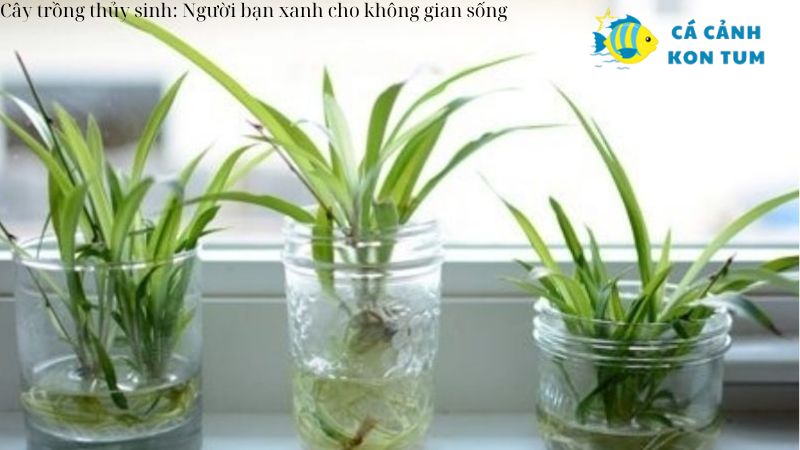 Cây trồng thủy sinh: Người bạn xanh cho không gian sống