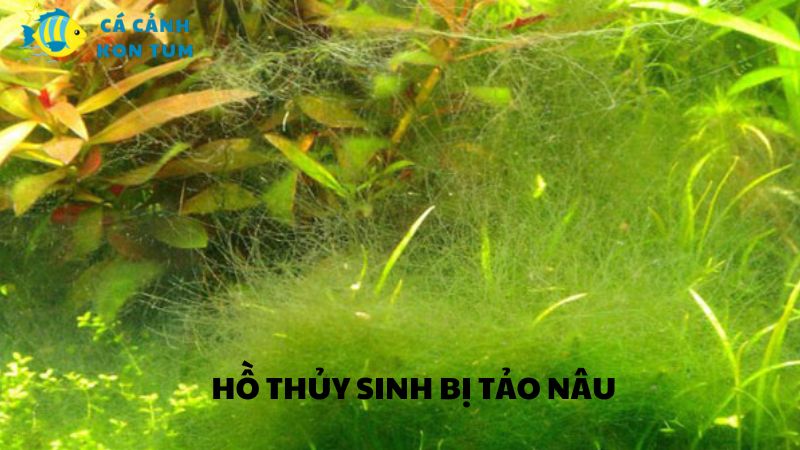 Hồ thủy sinh bị tảo nâu