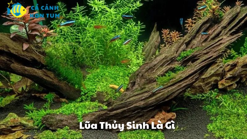 Lũa Thủy Sinh Là Gì