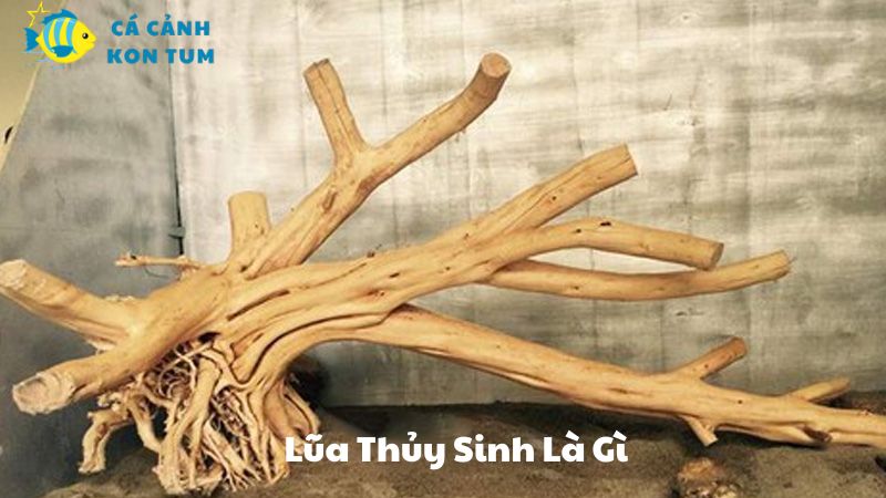 Lũa Thủy Sinh Là Gì? Các Loại Được Ưa Chuộng Nhất