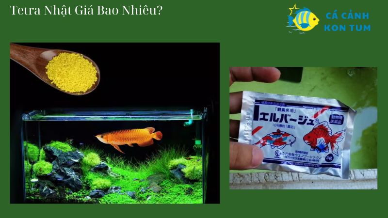 Tetra Nhật Giá Bao Nhiêu?