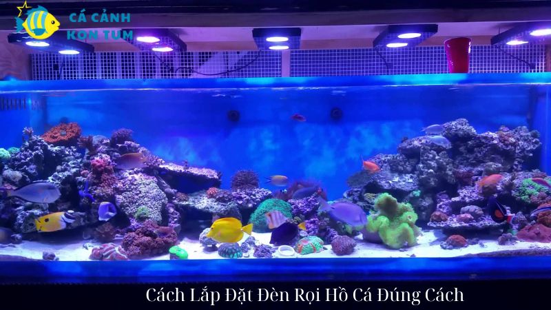 Cách Lắp Đặt Đèn Rọi Hồ Cá Đúng Cách