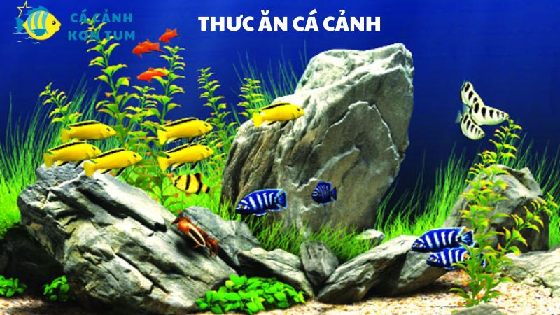 thức ăn cá cảnh