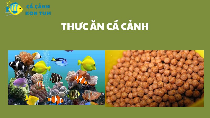 Tìm hiểu các loại thức ăn cá cảnh